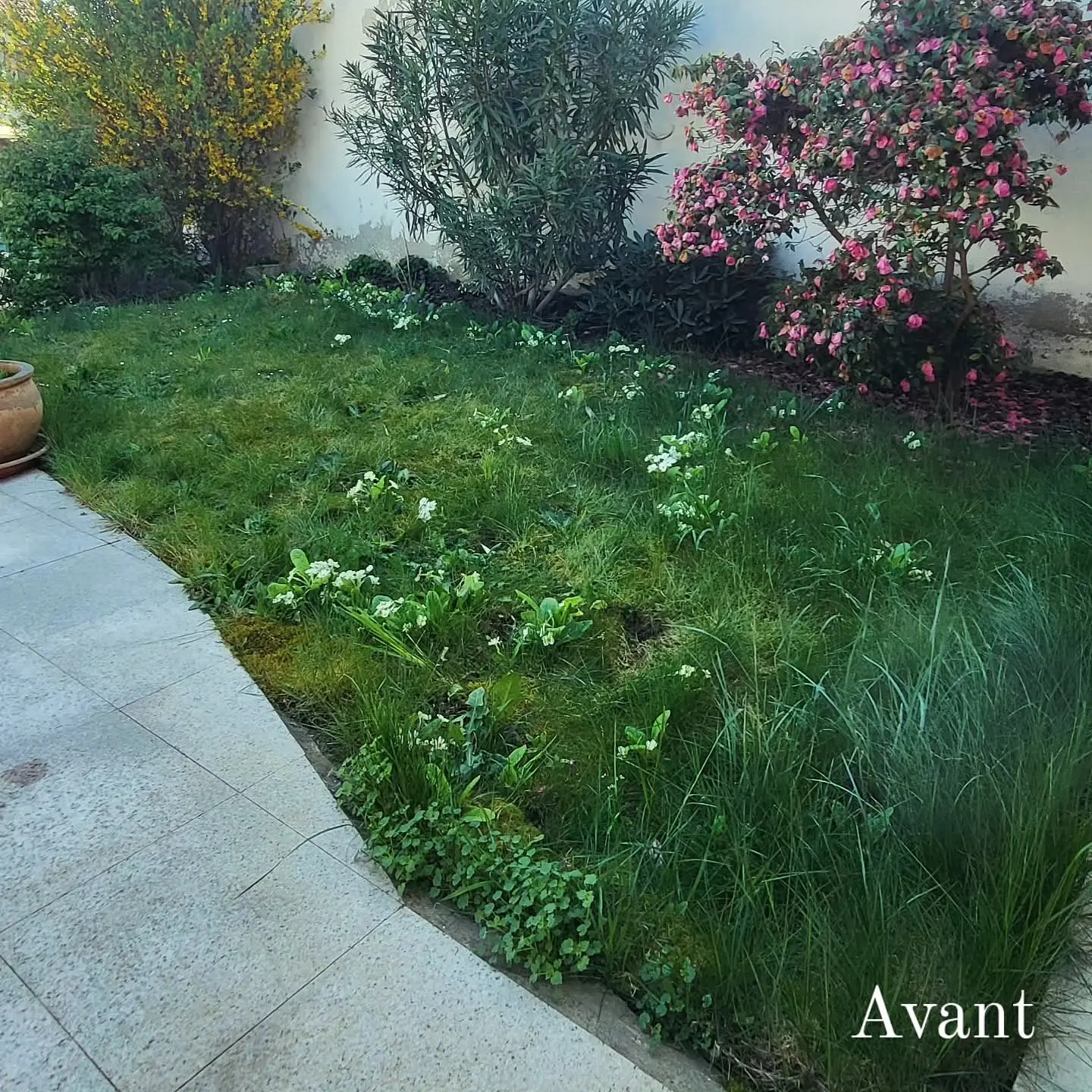 B_avant